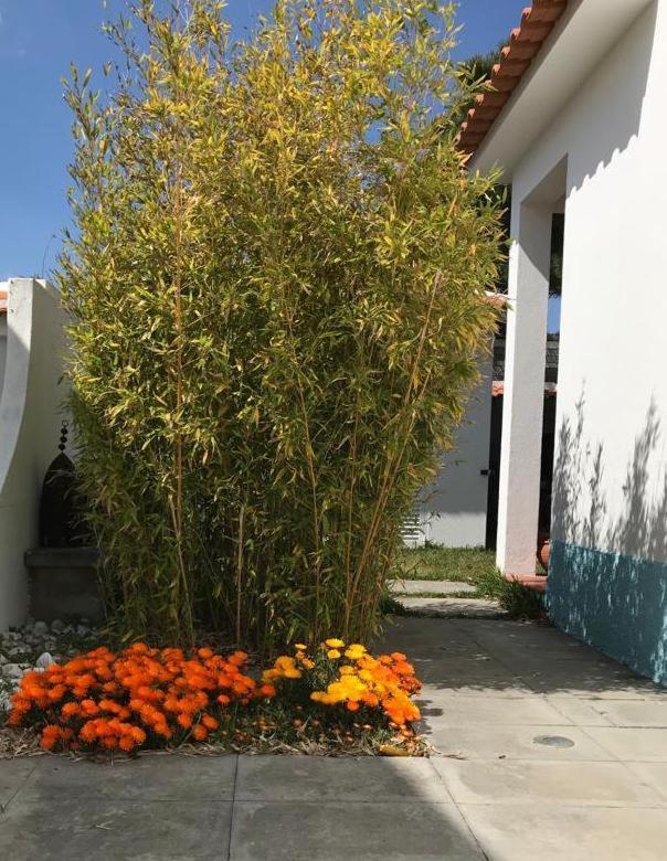 Santa Cruz Beach House Areias Exterior photo